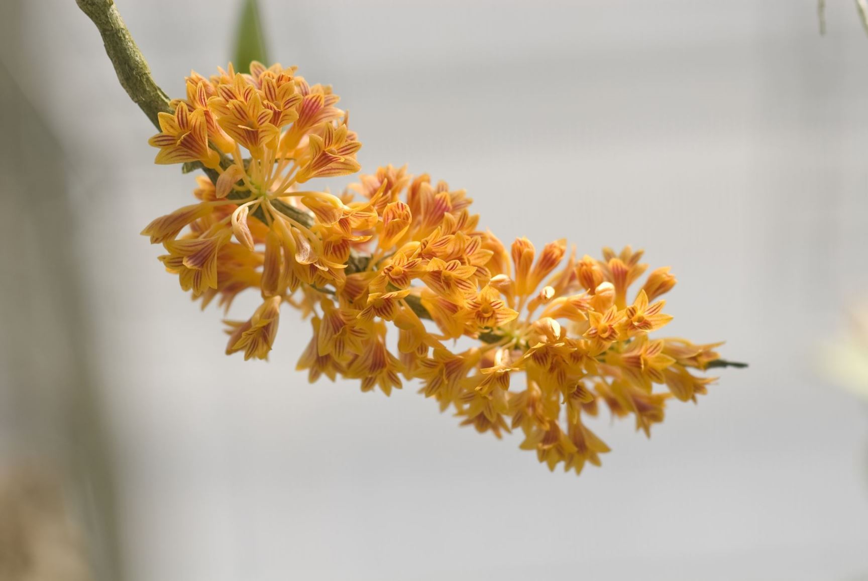 Dendrobium bullenianum - Bullen's Dendrobium