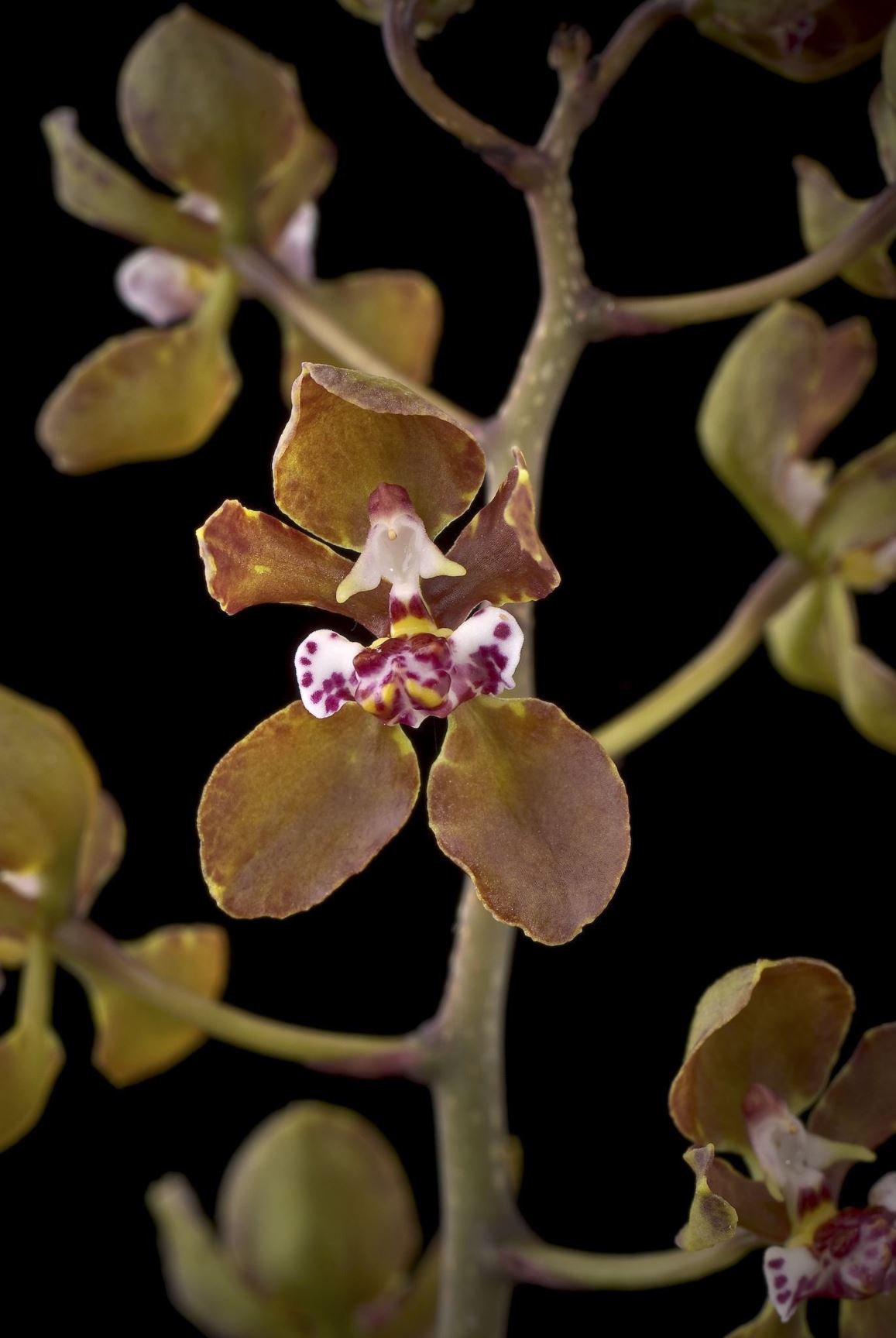 Trichocentrum microchilum - The Small-Lipped Oncidium, The Small-Lipped Trichocentrum