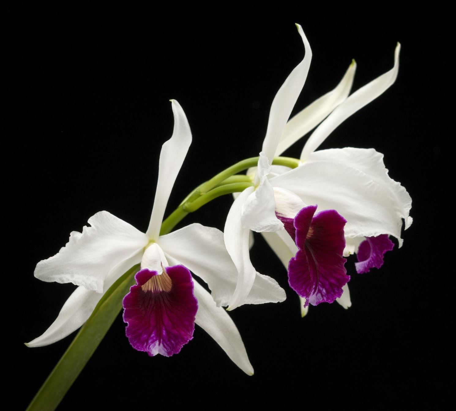 Laelia purpurata var. 1 blühfähige Orchidee der Sorte 14cm Topf 