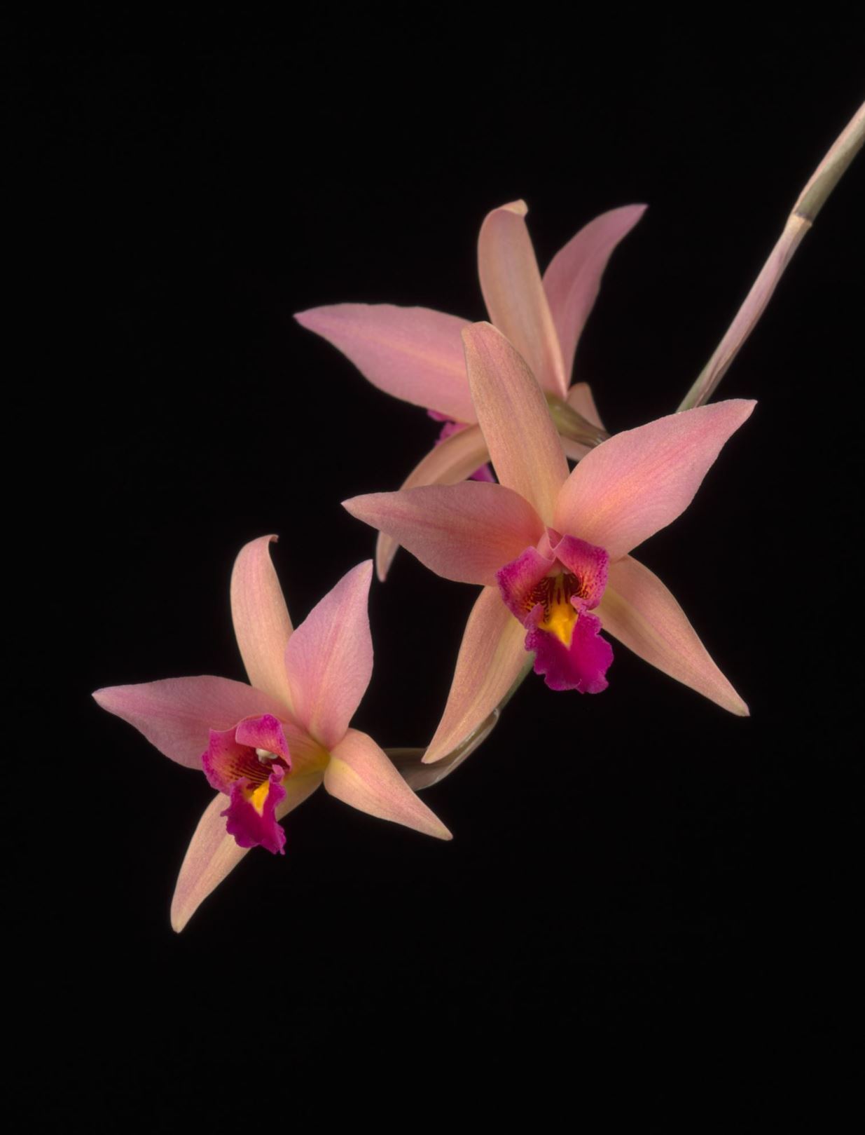 × Laeliocattleya Santa Barbara Sunset 'Showtime' - Laeliocattleya clonal hybrid