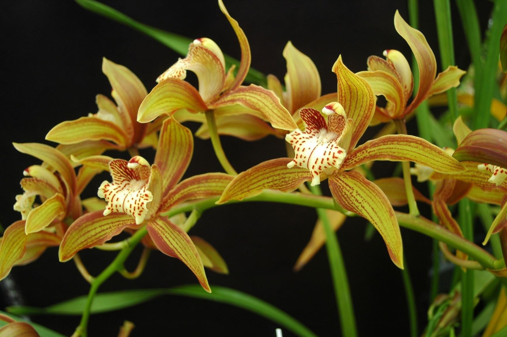 Cymbidium tracyanum - Tracy's Cymbidium
