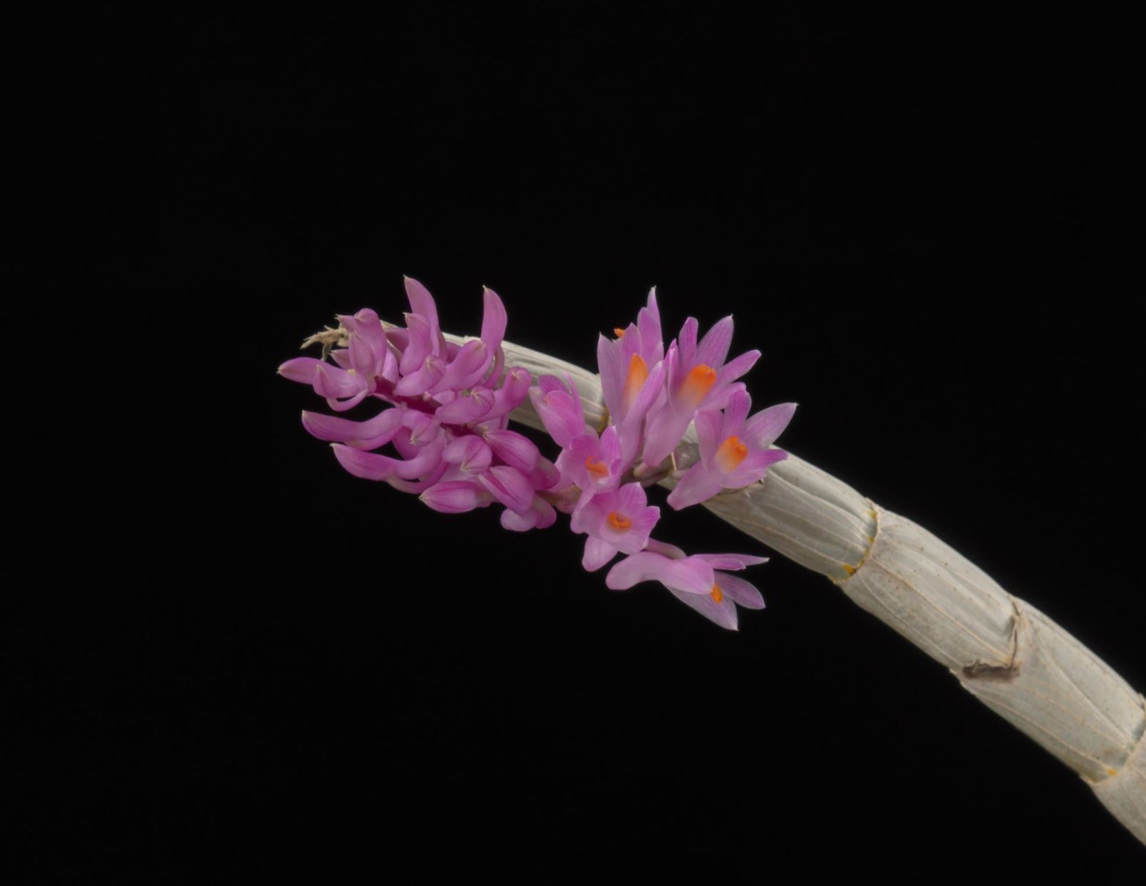 Dendrobium secundum - Purse-Making Dendrobium, Toothbrush Orchid