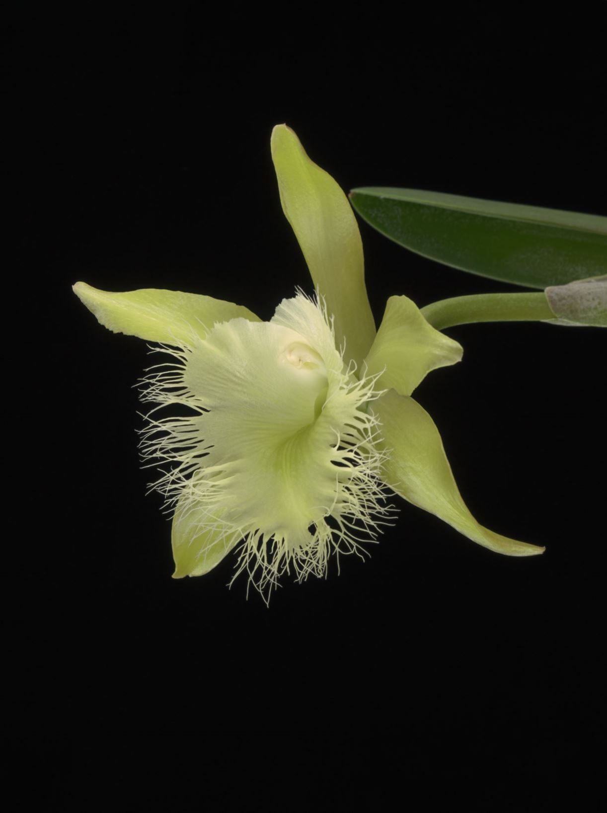 Rhyncholaelia digbyana - Digby