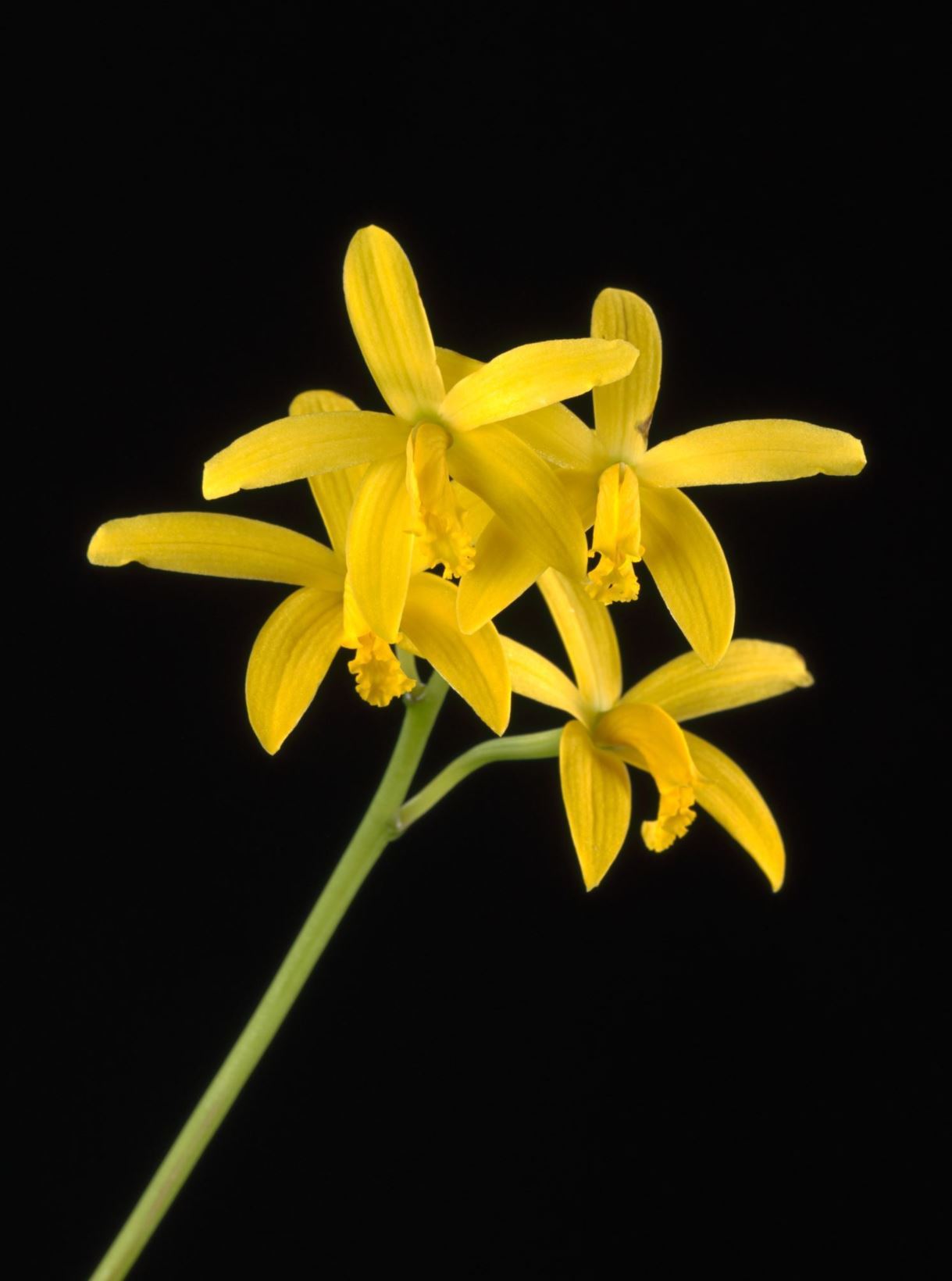 Cattleya crispata - The Yellow Cattleya, The Yellow Laelia