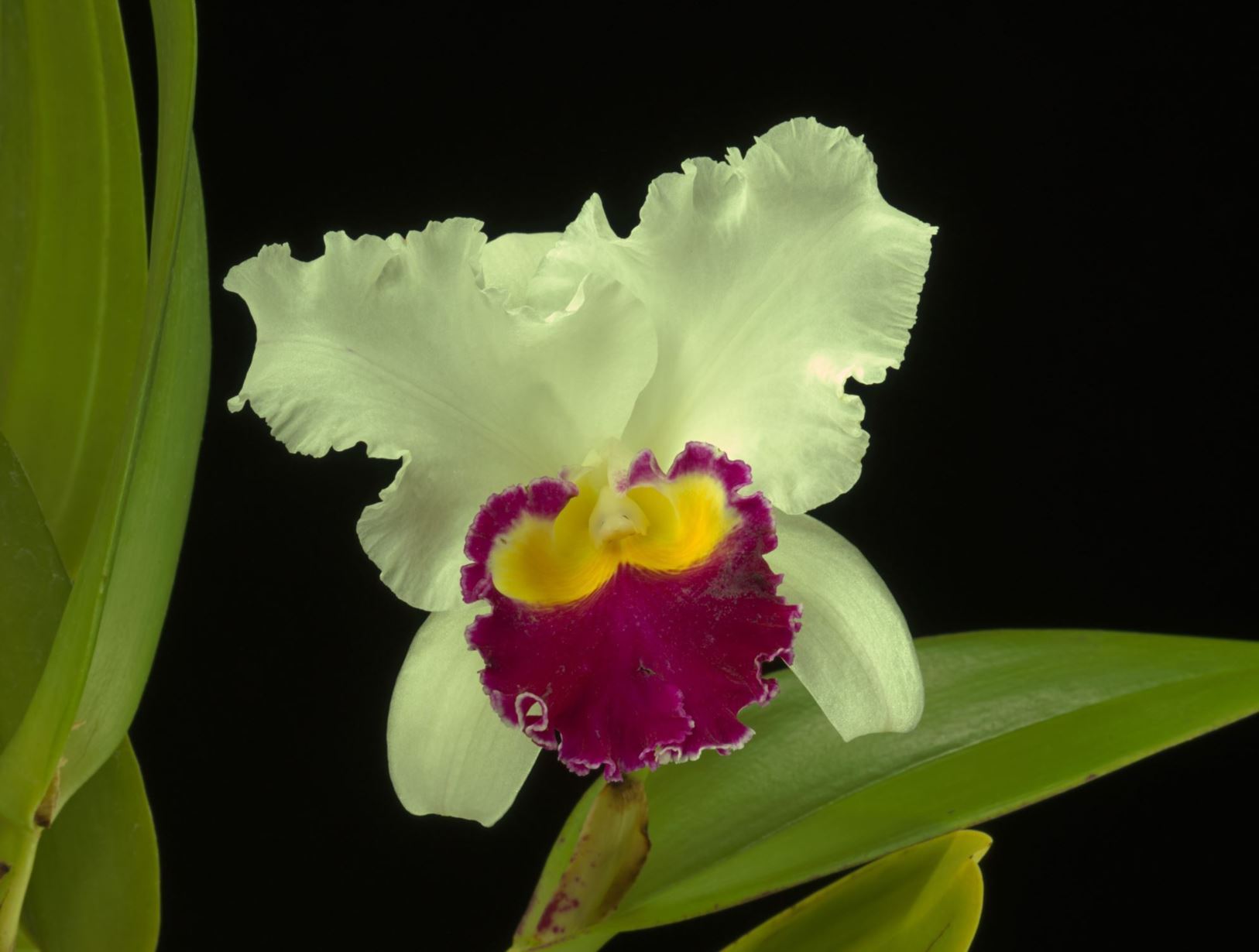 Cattleya Starting Point 'Unique' - Cattleya clonal hybrid