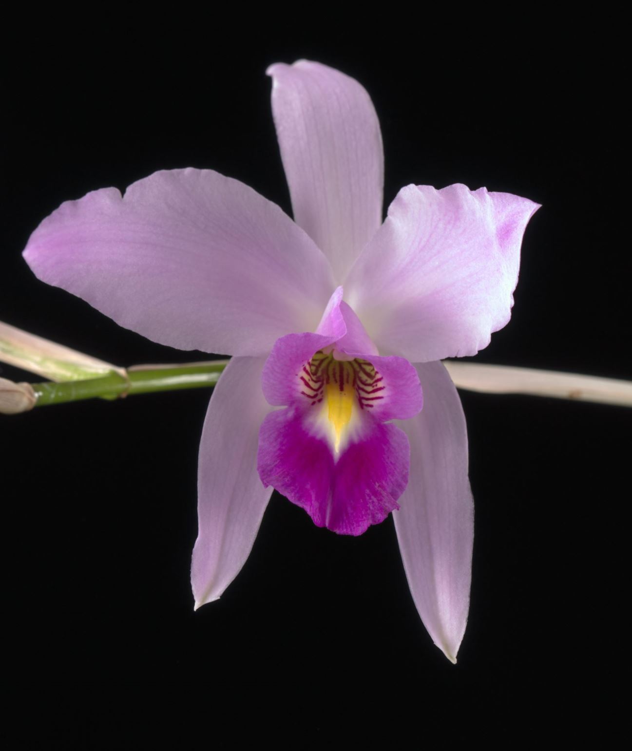 Laelia anceps 'Nittany Frost' × L. anceps var. veitchiana - Two-Edged Laelia clone