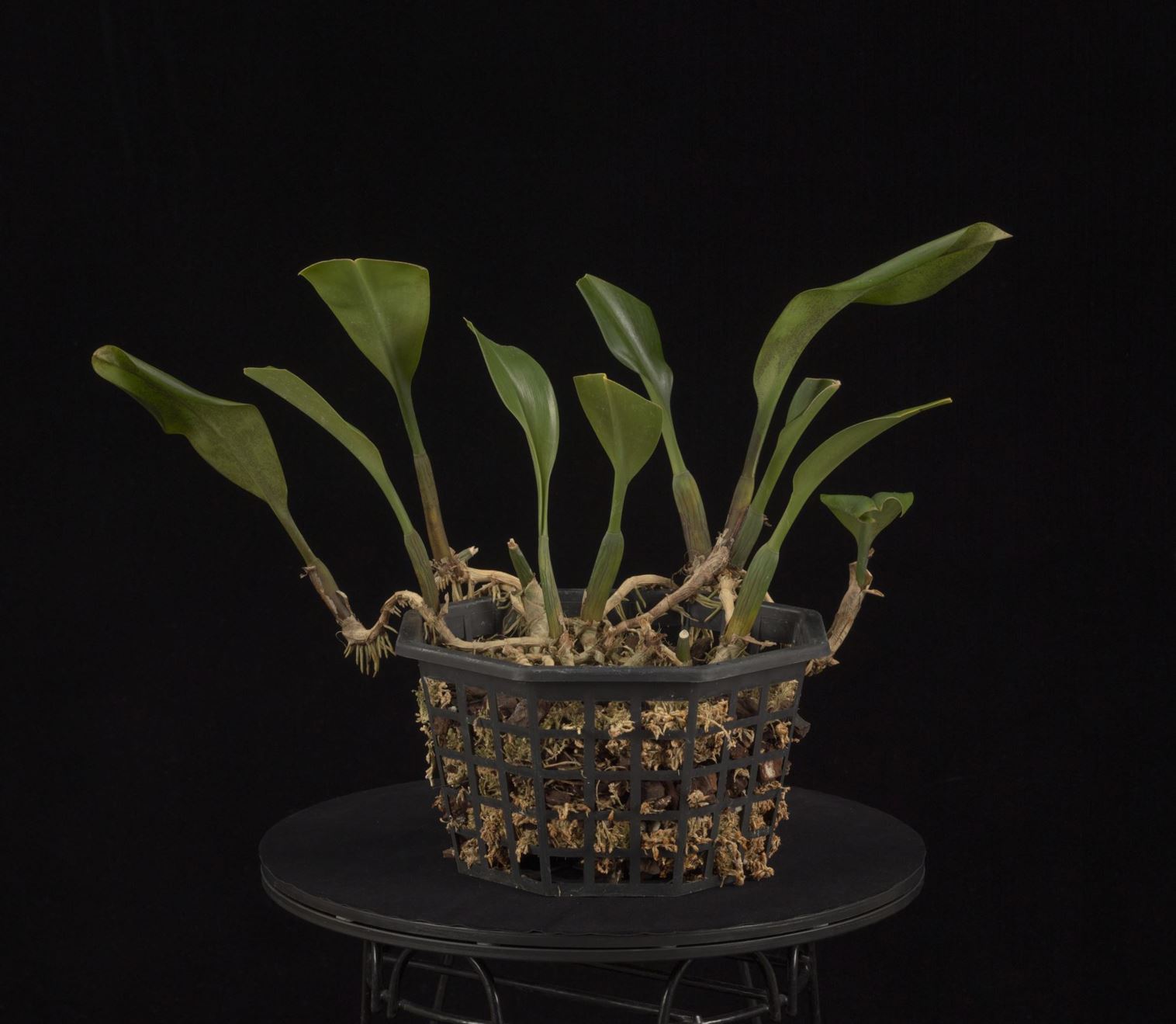 Bulbophyllum pahudii - Pahudi's Bulbophyllum