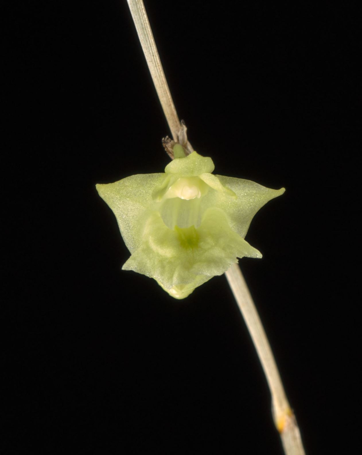 Dendrobium macfarlanei - Macfarlane's Dendrobium