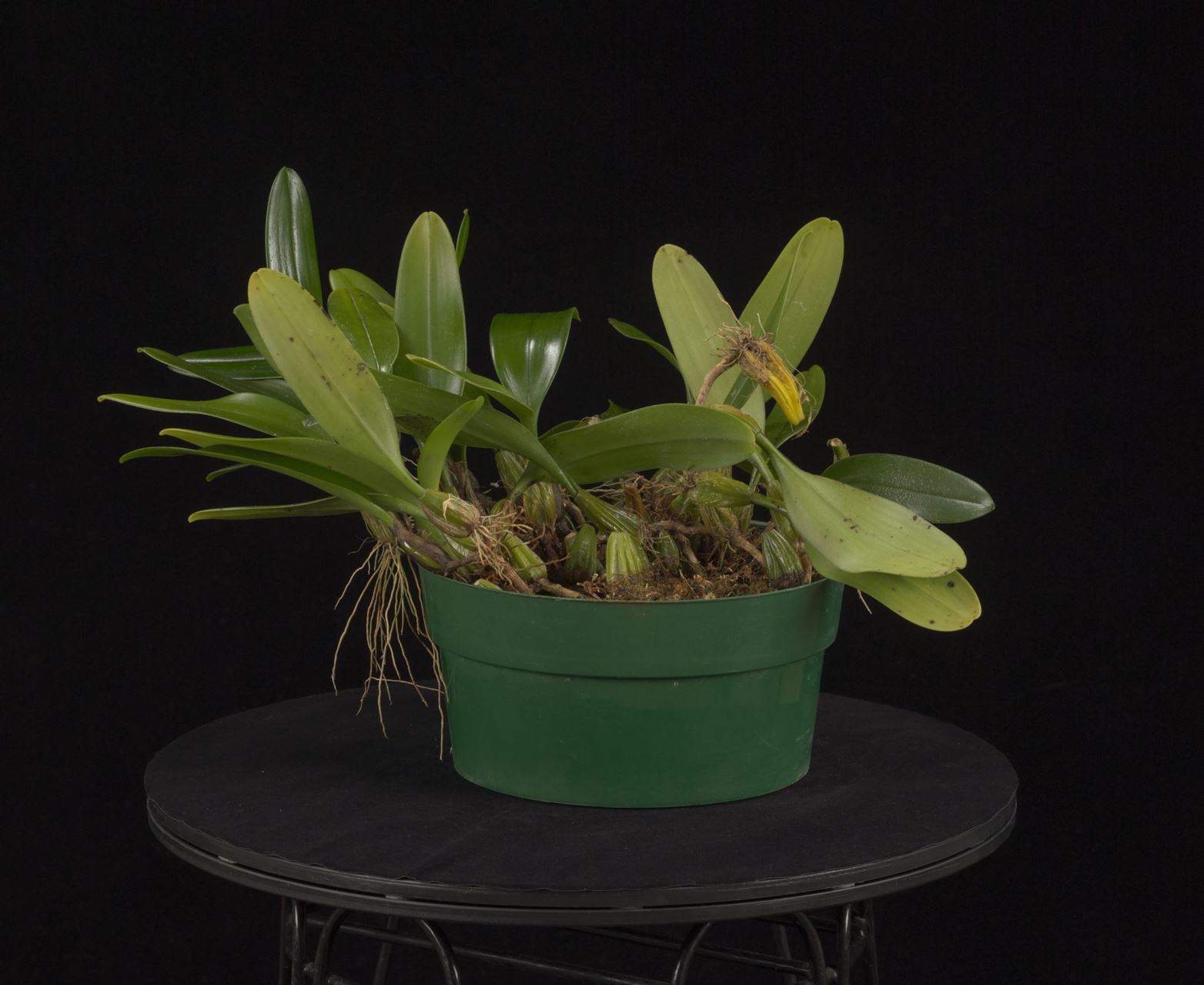 Bulbophyllum santosii - Santos' Bulbophyllum