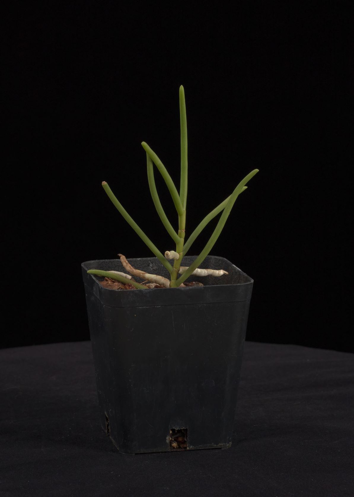 Cleisostoma simondii - Simond's Cleisostoma