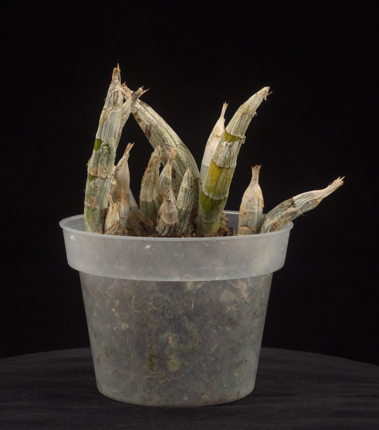 Catasetum callosum - The Callused Catasetum