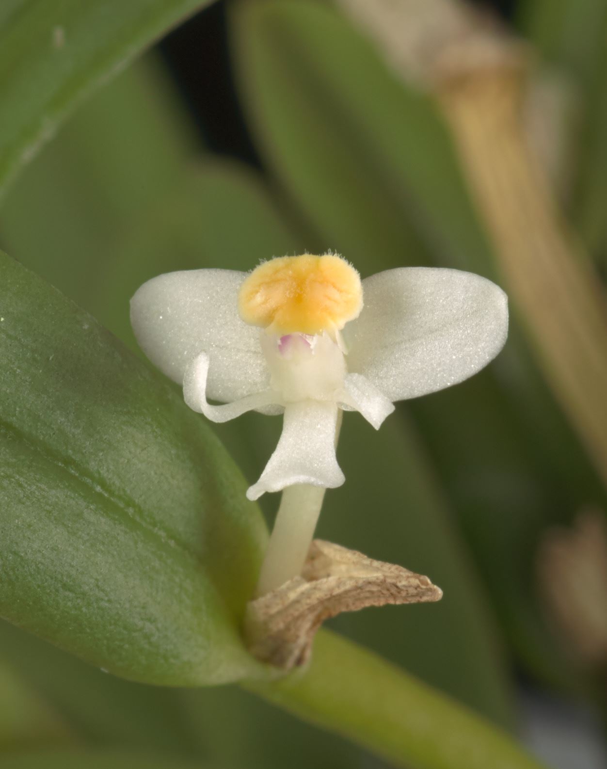 Dendrobium taylorii - Smooth Burr Orchid, Taylor's Cadetia, Taylor's Dendrobium