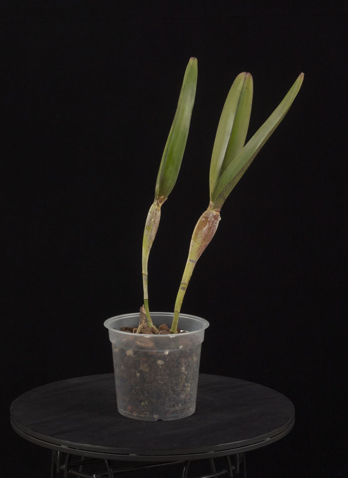 Cattleya perrinii - Perrin's Cattleya, Perrin's Laelia