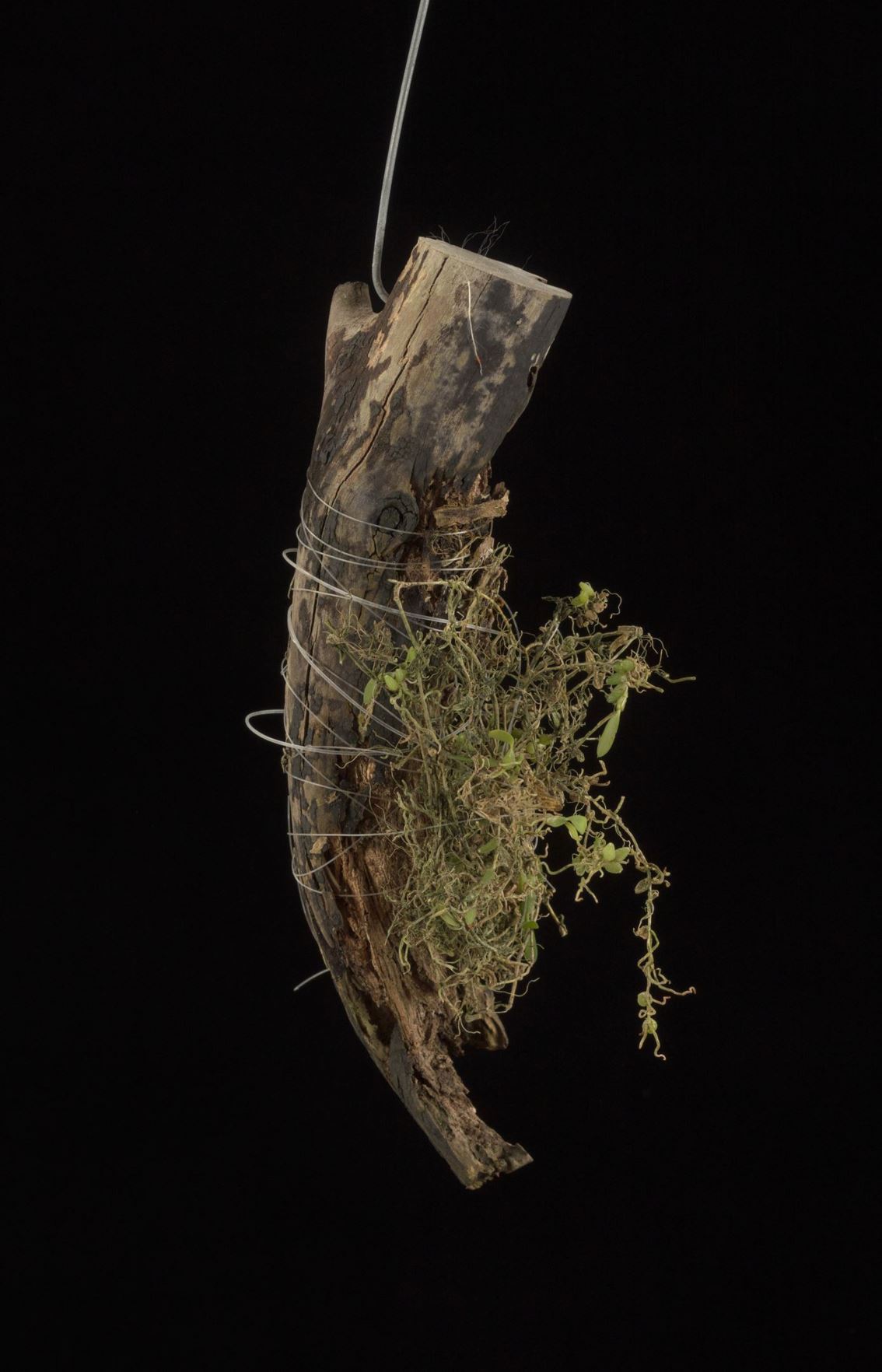 Bulbophyllum mucronatum subsp. alagense - The Alag River Bulbophyllum, The Mucronate Bulbophyllum subspecies