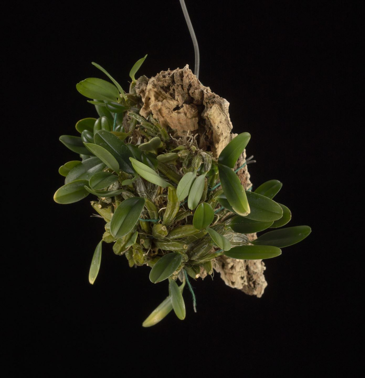 Dendrobium jenkinsii - Jenkin's Dendrobium