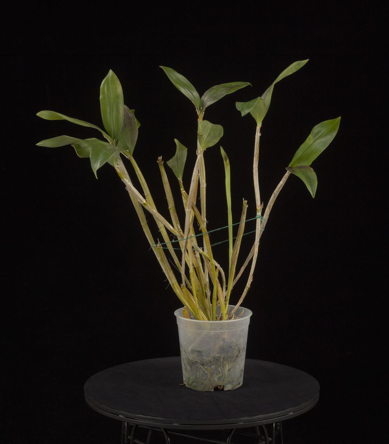 Dendrobium convolutum - The Convoluted Dendrobium