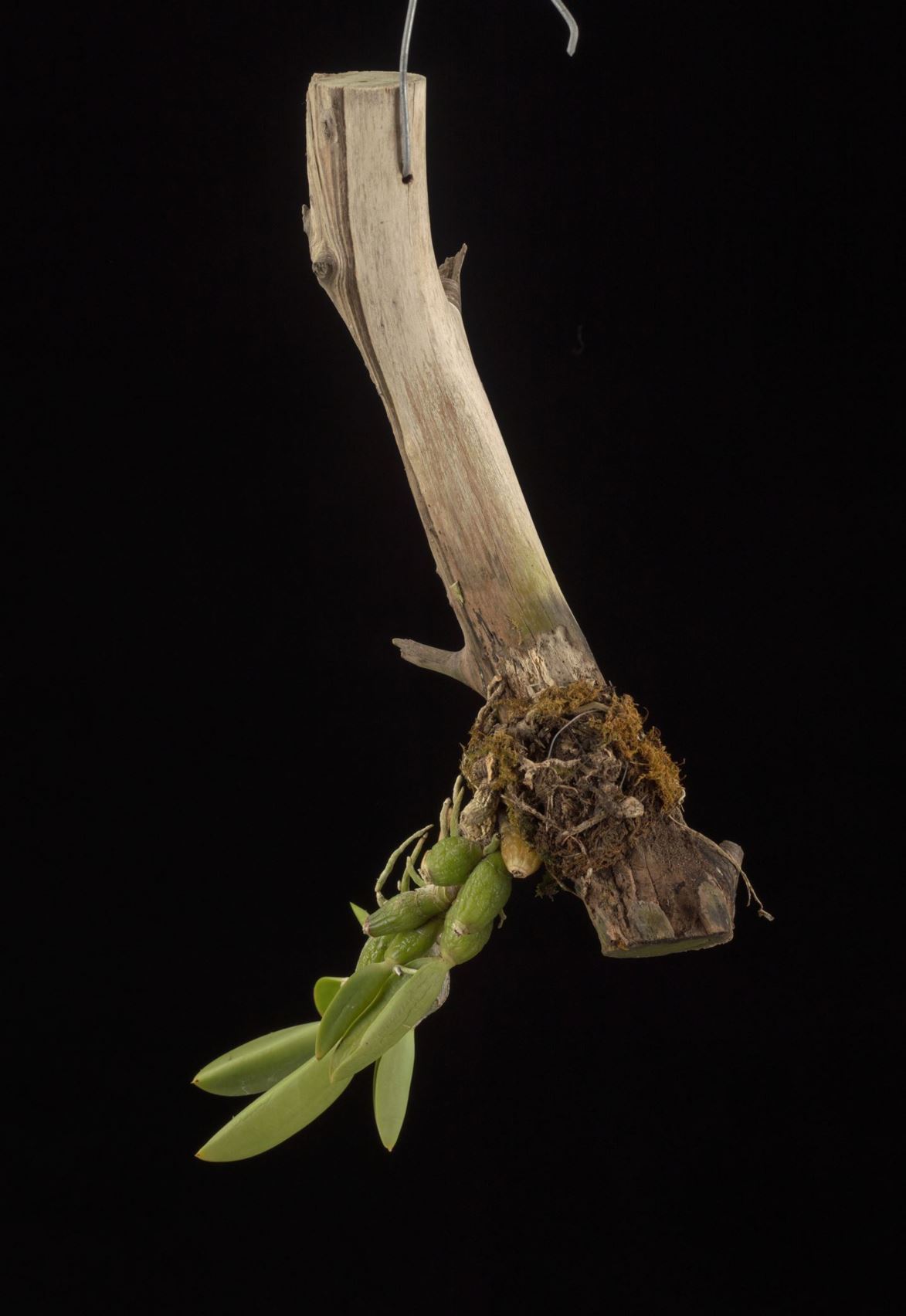 Cattleya sincorana - The Sincora Cattleya, The Sincora Laelia