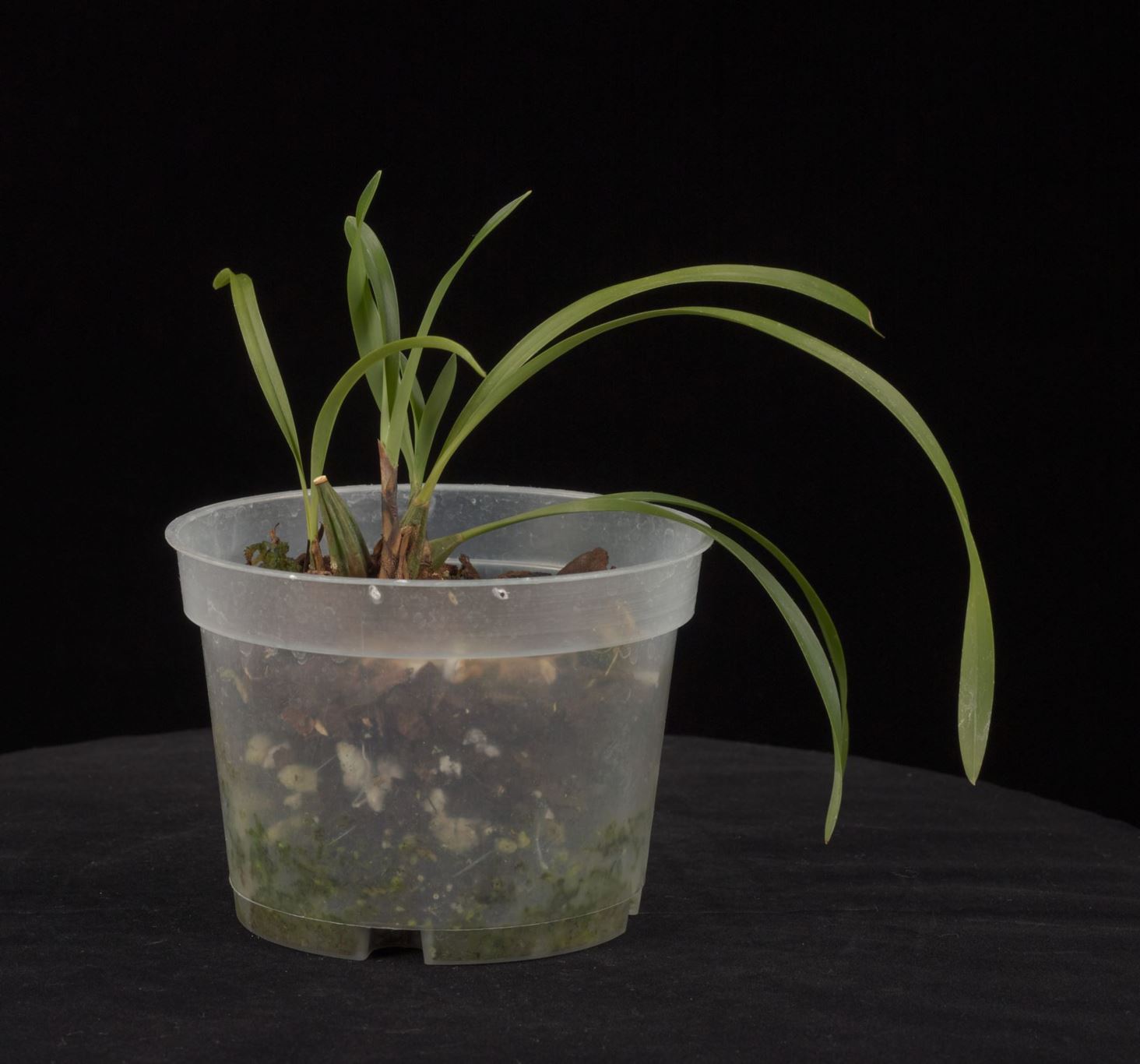 Maxillaria humilis - The Low Growing Maxillaria
