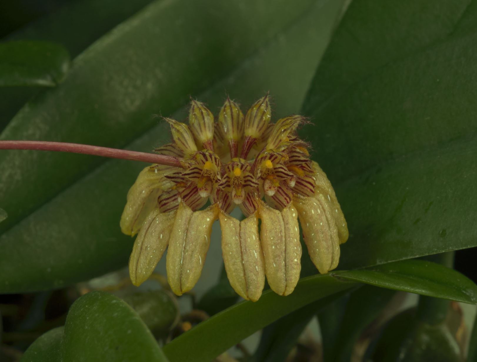 Bulbophyllum roxburghii - Roxburgh's Bulbophyllum