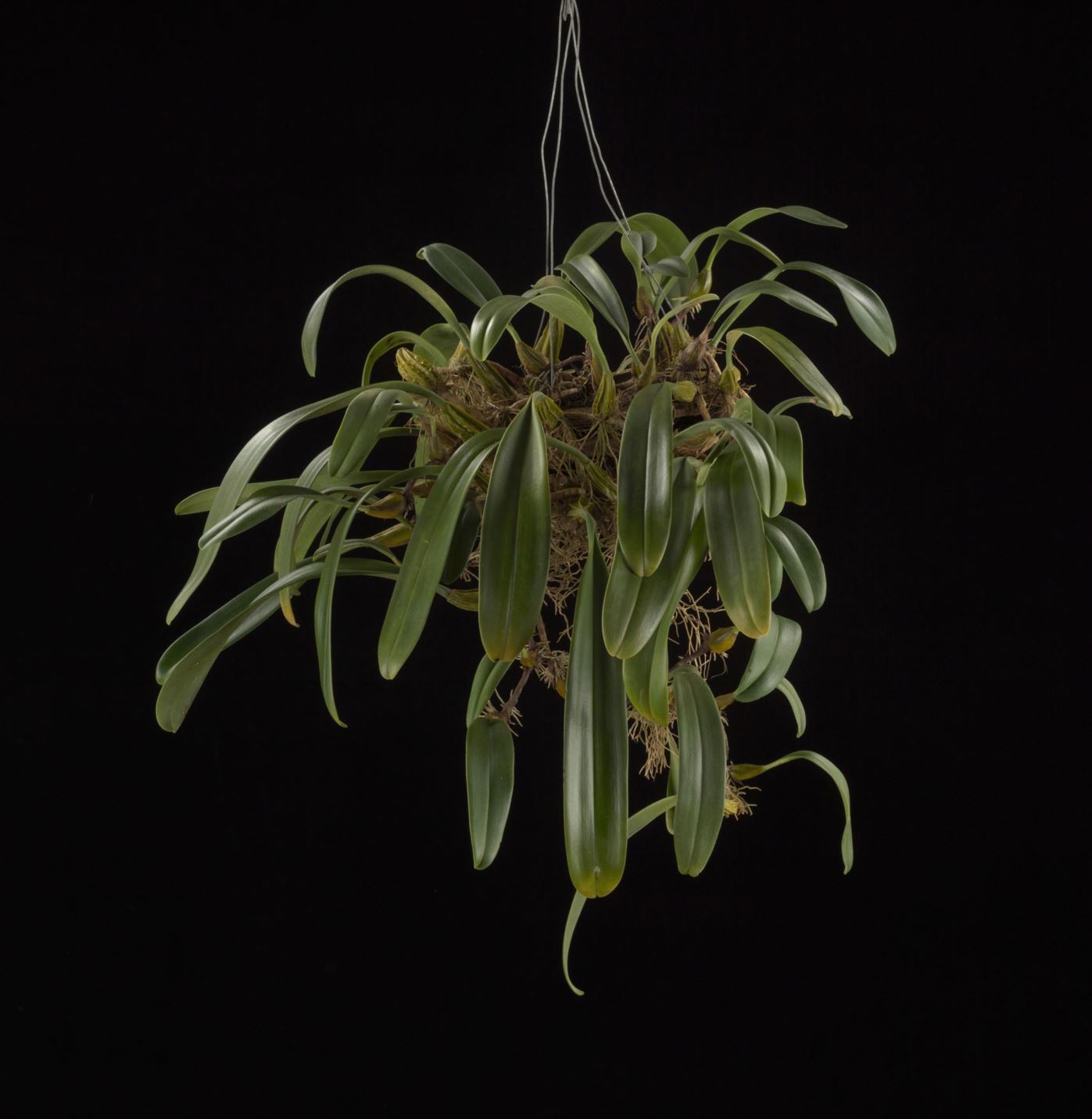Bulbophyllum roseopunctatum - The Rose Spotted Bulbophyllum
