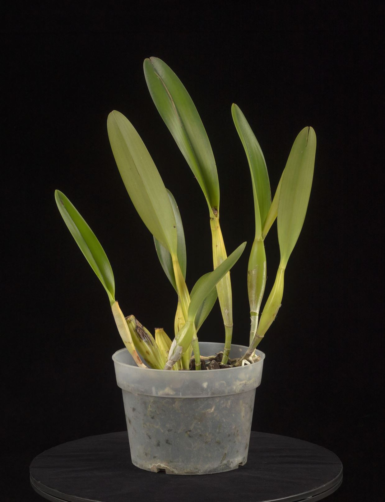 Cattleya lobata var. coerulea 'Maria Christina' - Lobed Cattleya clonal variety, Lobed Laelia clonal variety