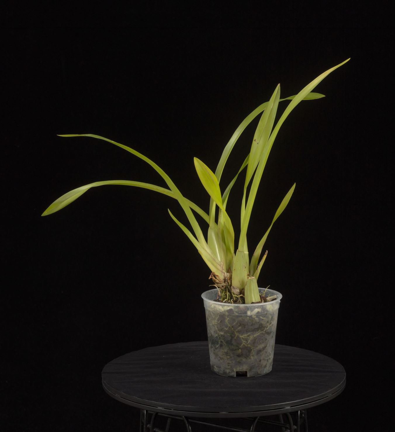 Vitekorchis excavata - Atahualpa's Golden Orchid, The Hollow Oncidium, The Hollow Vitekorchis