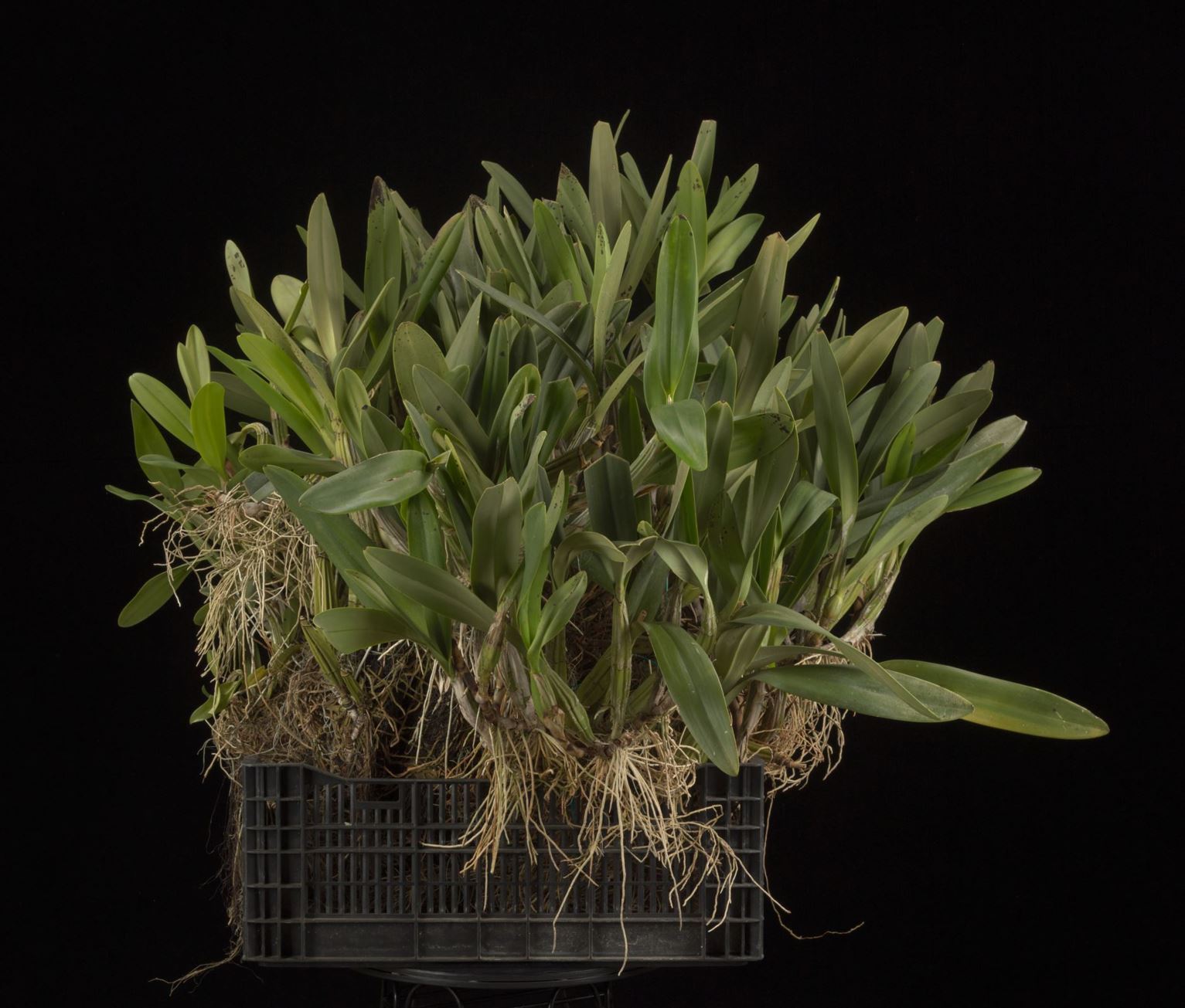 Laelia undulata - The Undulate Laelia, The Undulate Schomburgkia