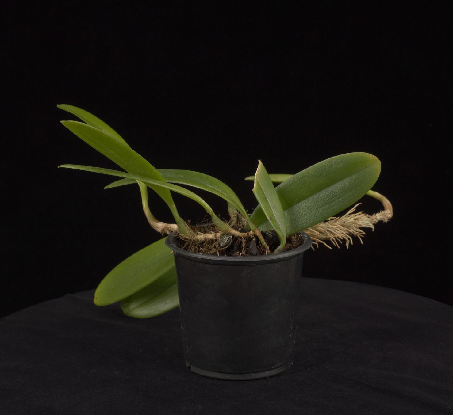 Bulbophyllum werneri - Werner's Bulbophyllum