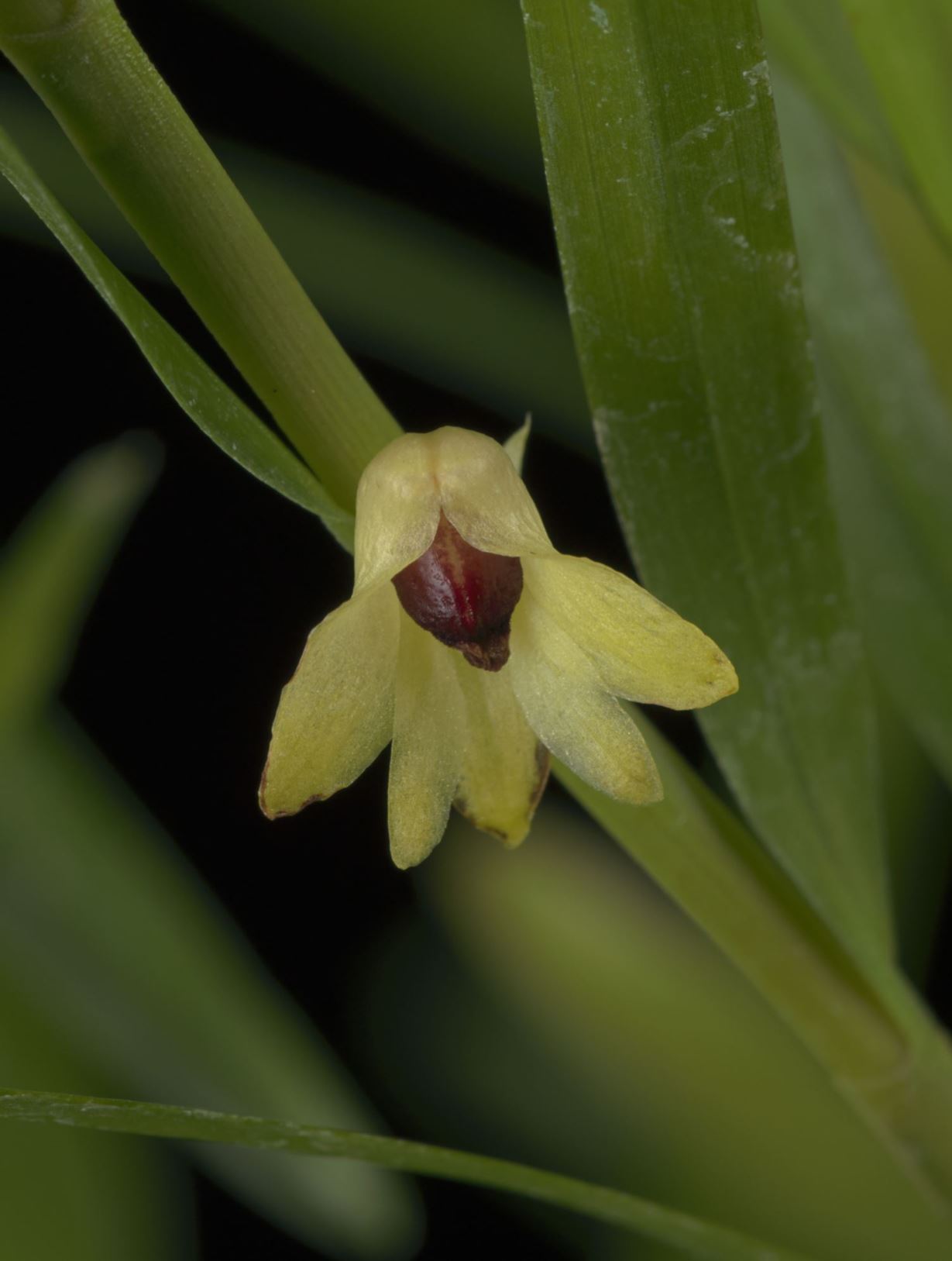 Dendrobium bilobum - The Two Lobed Dendrobium