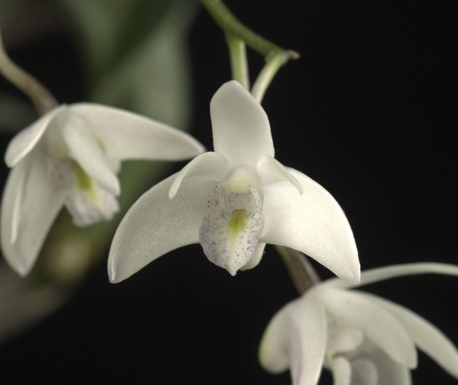 Dendrobium Kingianum Capt King S Dendrobium Pink Rock Lily Pink Rock Orchid Smithsonian Gardens