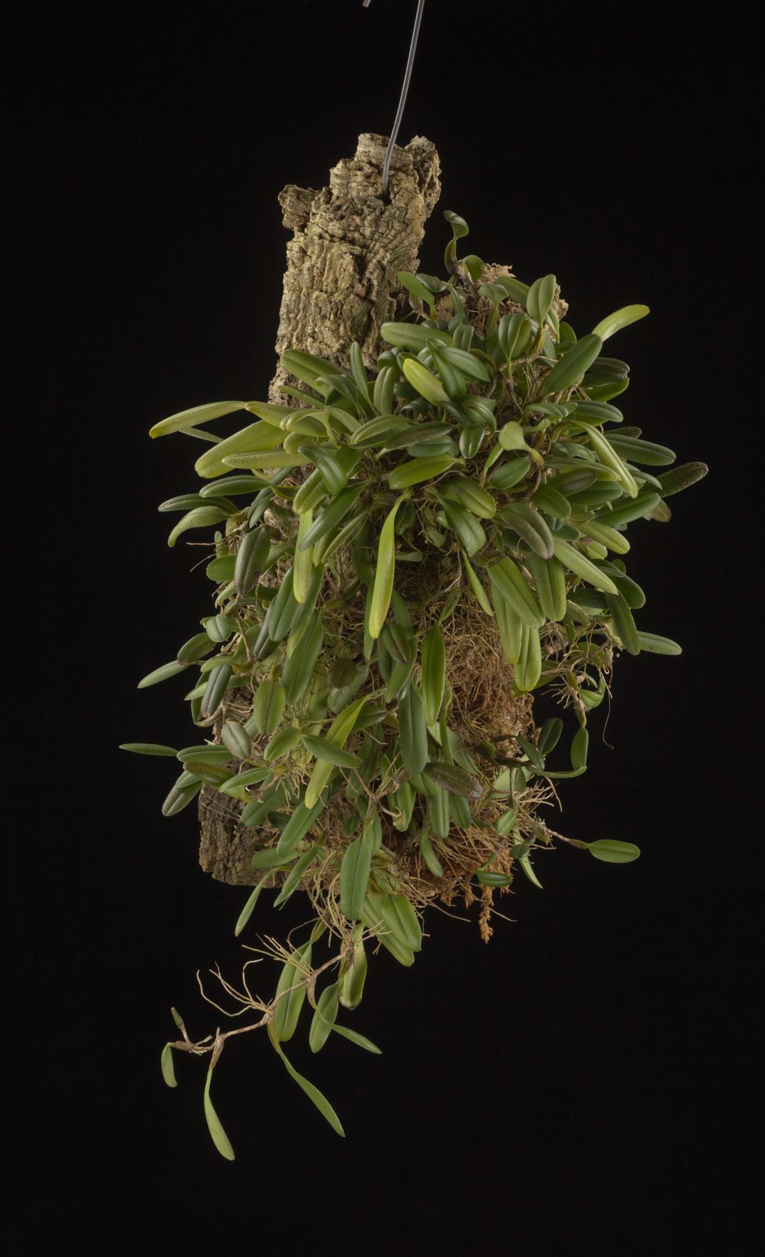 Bulbophyllum vaginatum - The Vagina Bulbophyllum