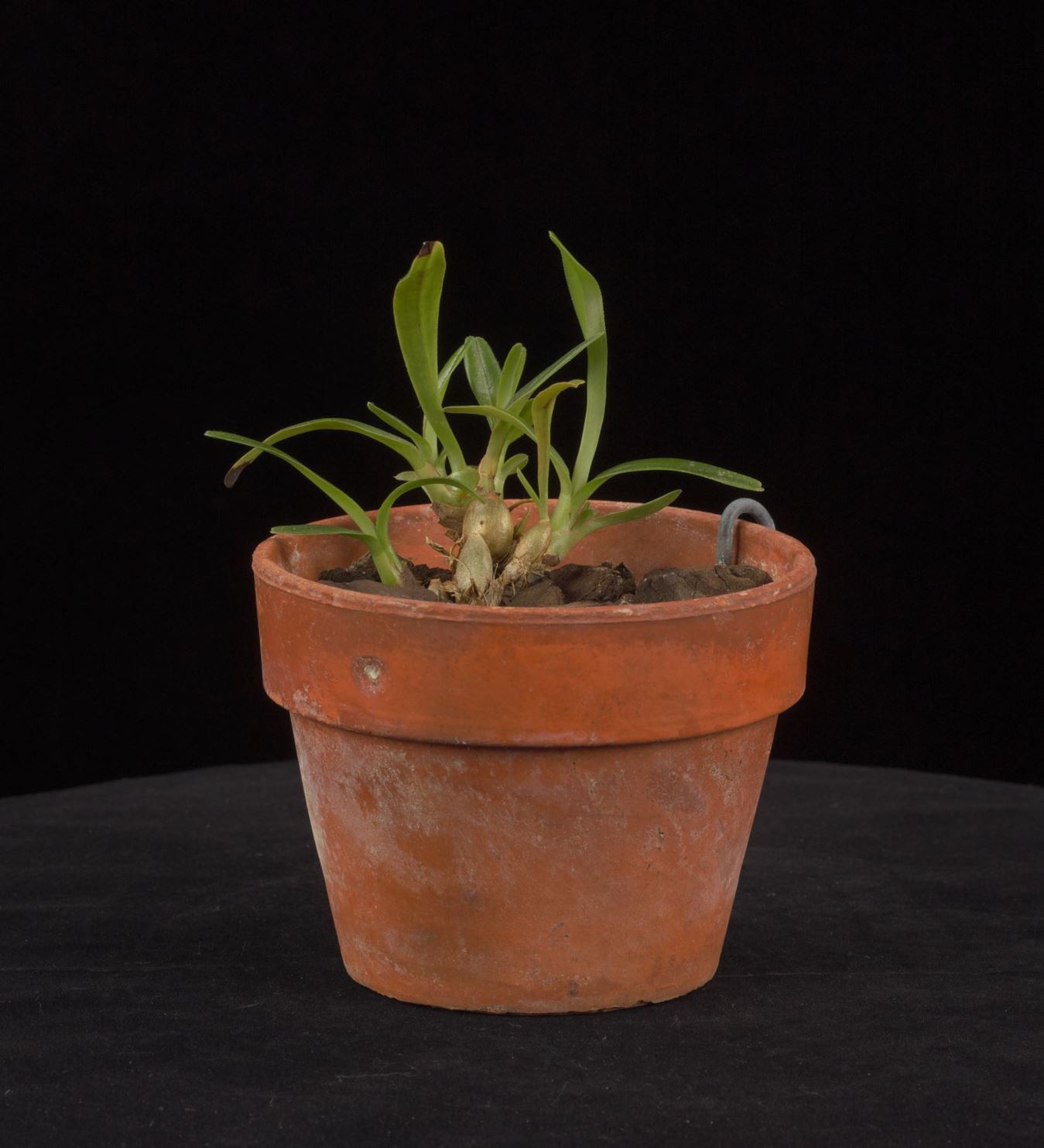 Maxillaria donaldeedodii - Donald Dod's Maxillaria