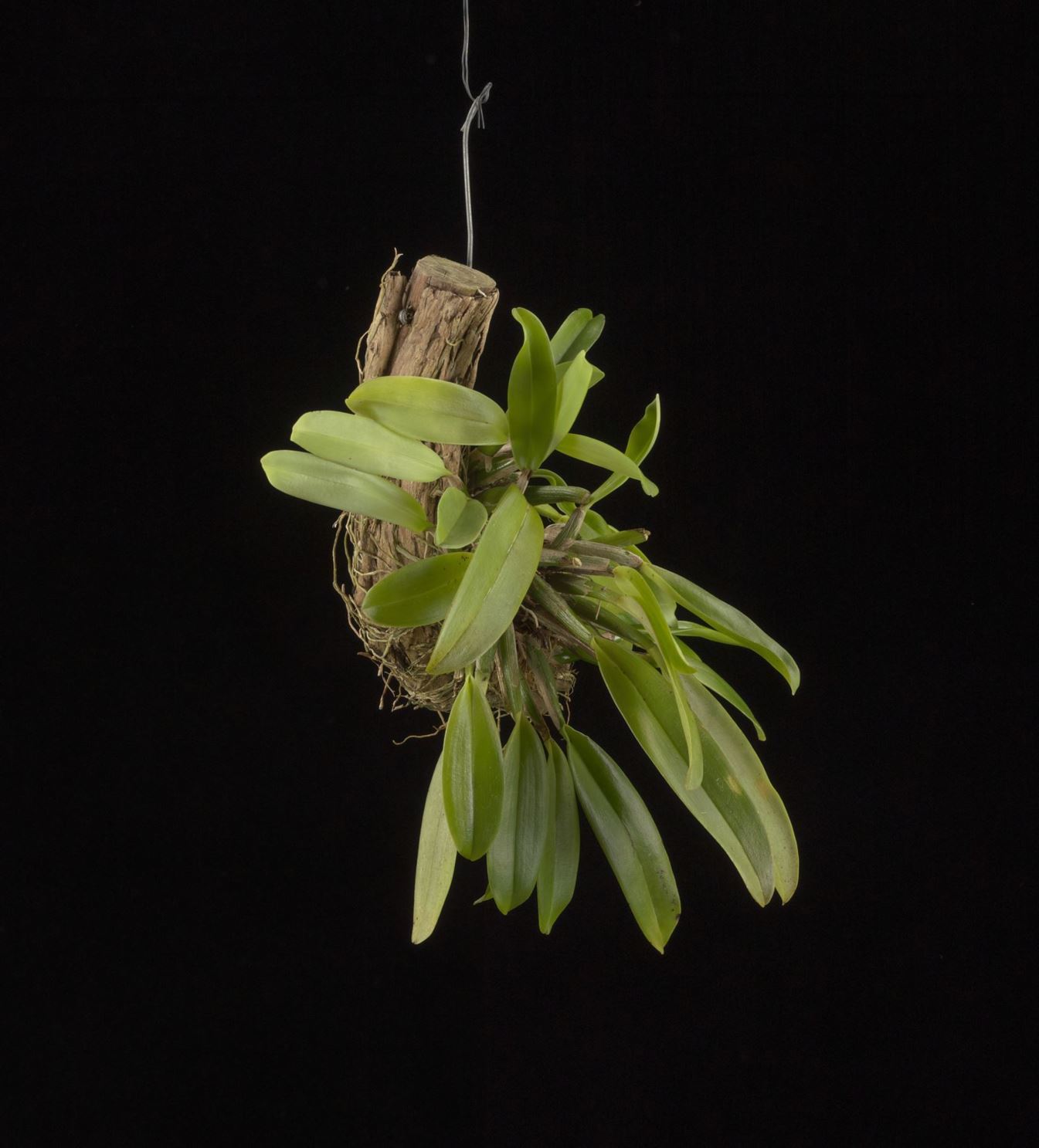 Epidendrum laterale - The Lateral Epidendrum