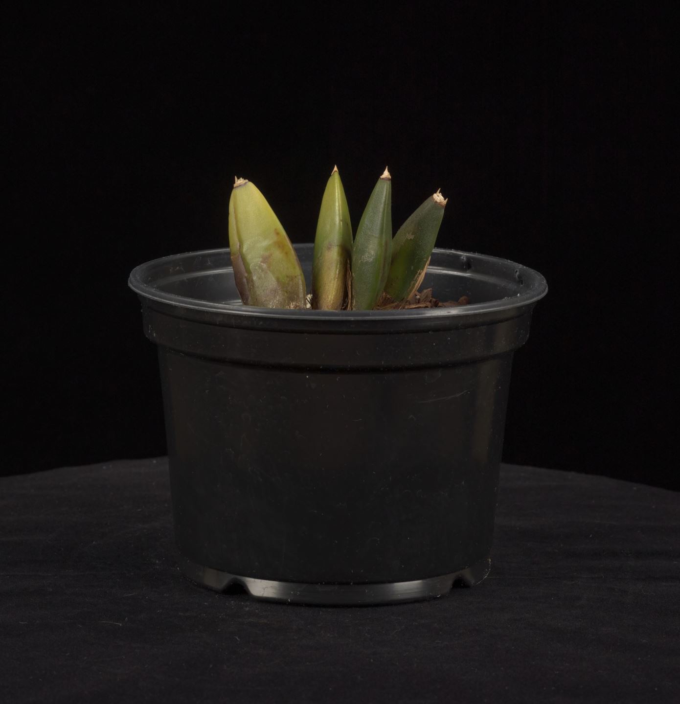 Lycaste × cobani 'Vera Cruz' - Lycaste hybrid