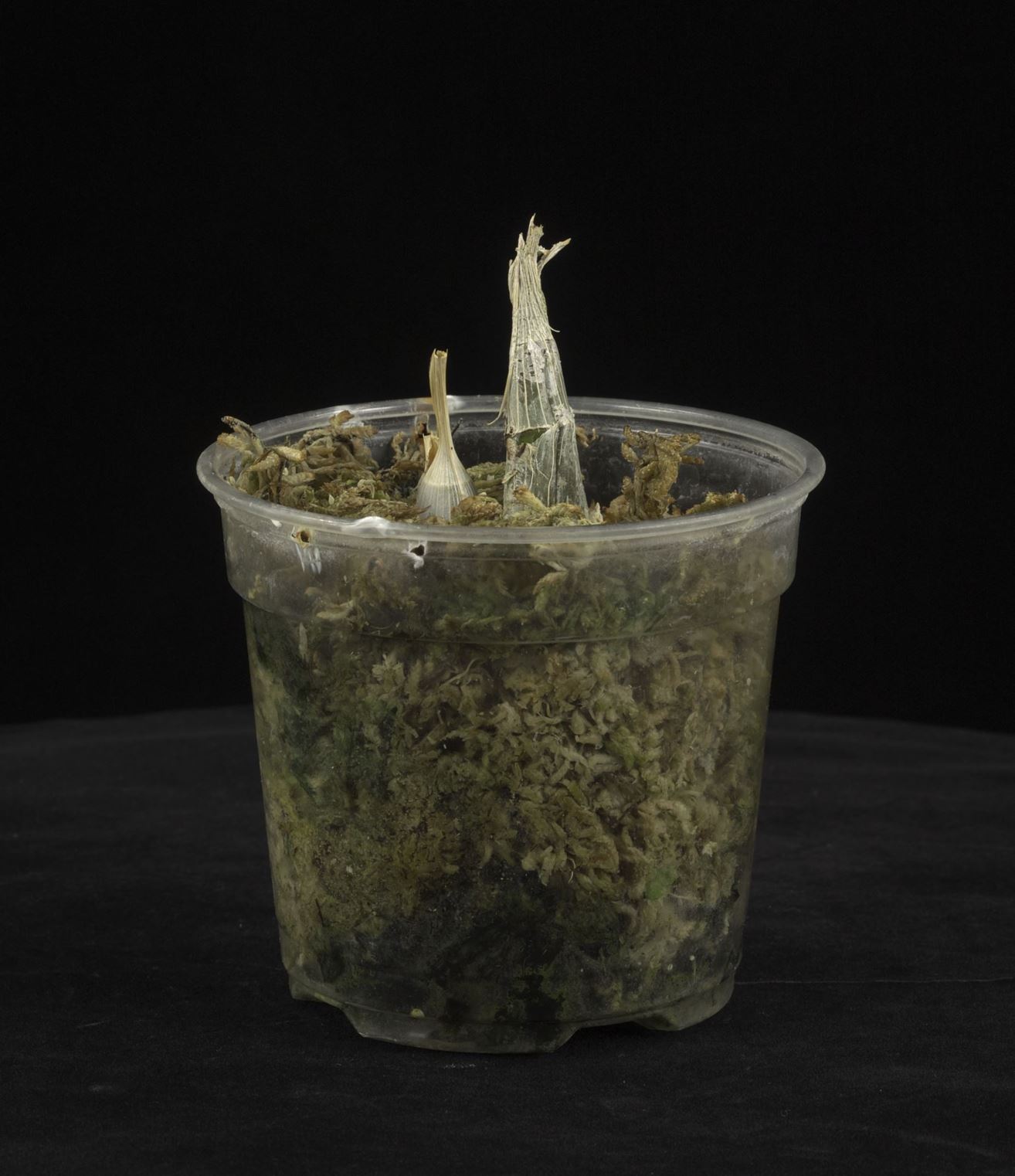Catasetum expansum - Broad-Lipped Trigger Orchid, The Expansive Catasetum