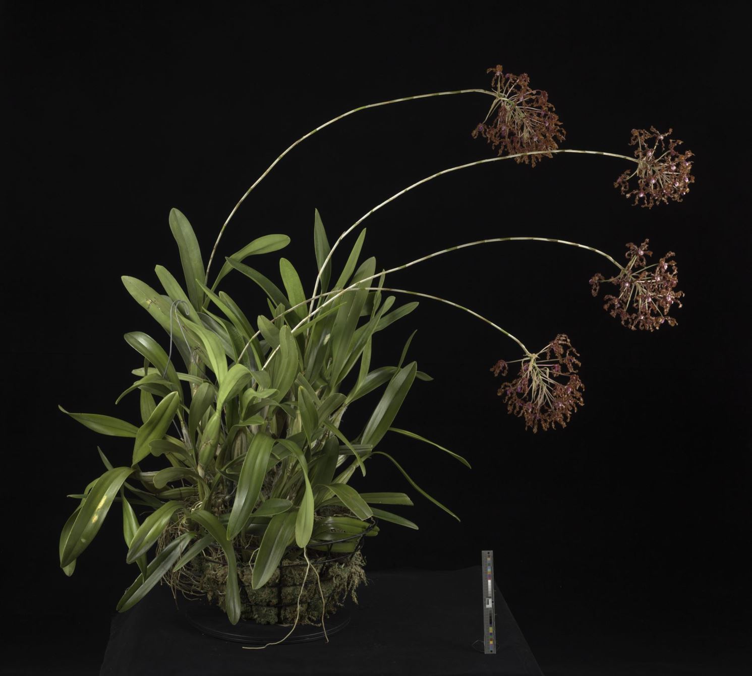 Laelia rosea - The Rosy Laelia, The Rosy Schomburgkia