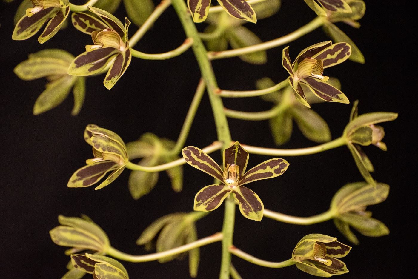 Grammatophyllum scriptum - The Written Grammatophyllum