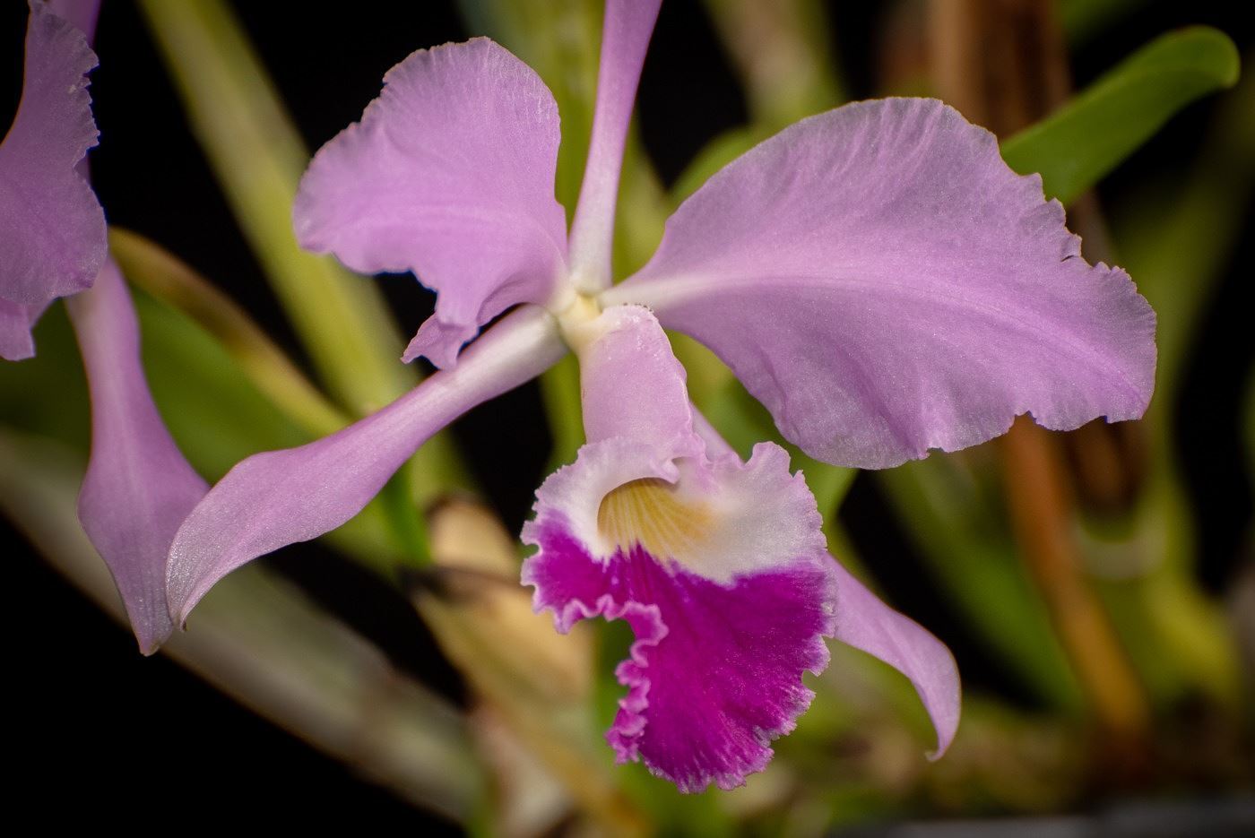 Cattleya warneri - Warner's Cattleya