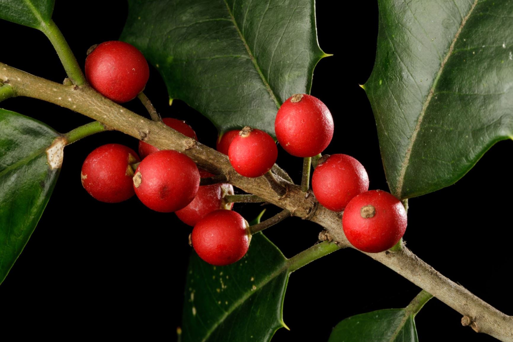 Ilex opaca - American Holly, White Holly