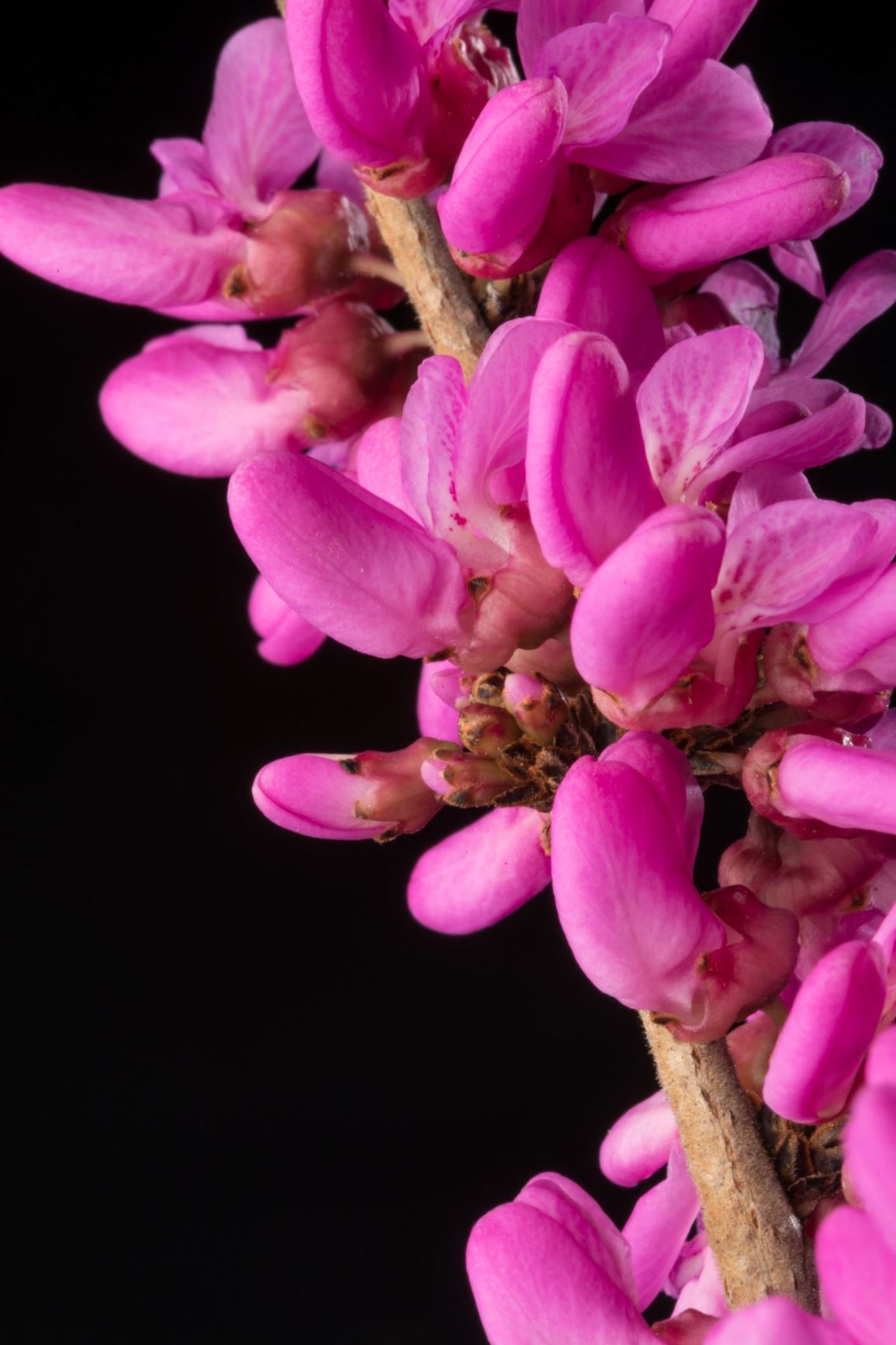 Cercis chinensis 'Don Egolf' - Cultivar of Chinese Redbud | Smithsonian ...