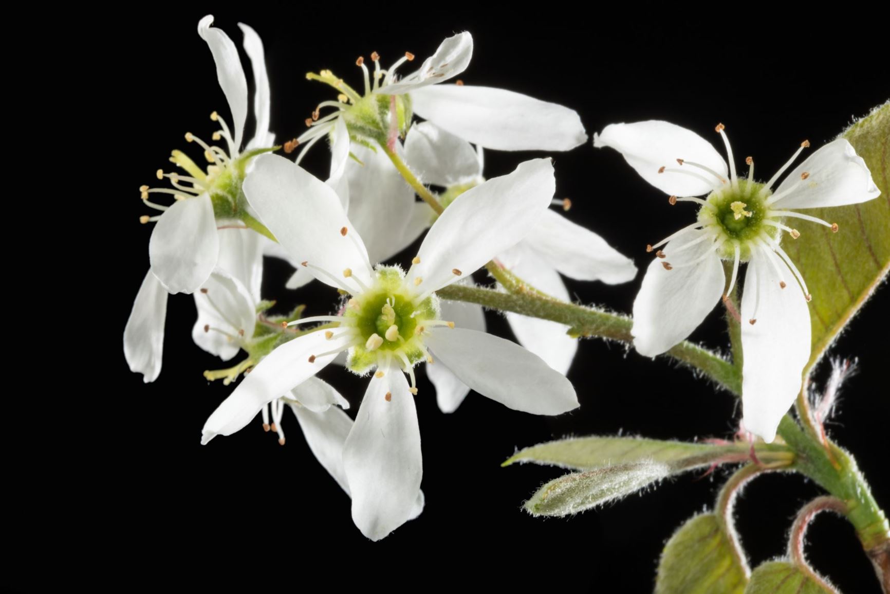 Amelanchier arborea - Common Serviceberry, Juneberry, Sarvis-berry, Sarviss Tree, Shadblow, Shadbush