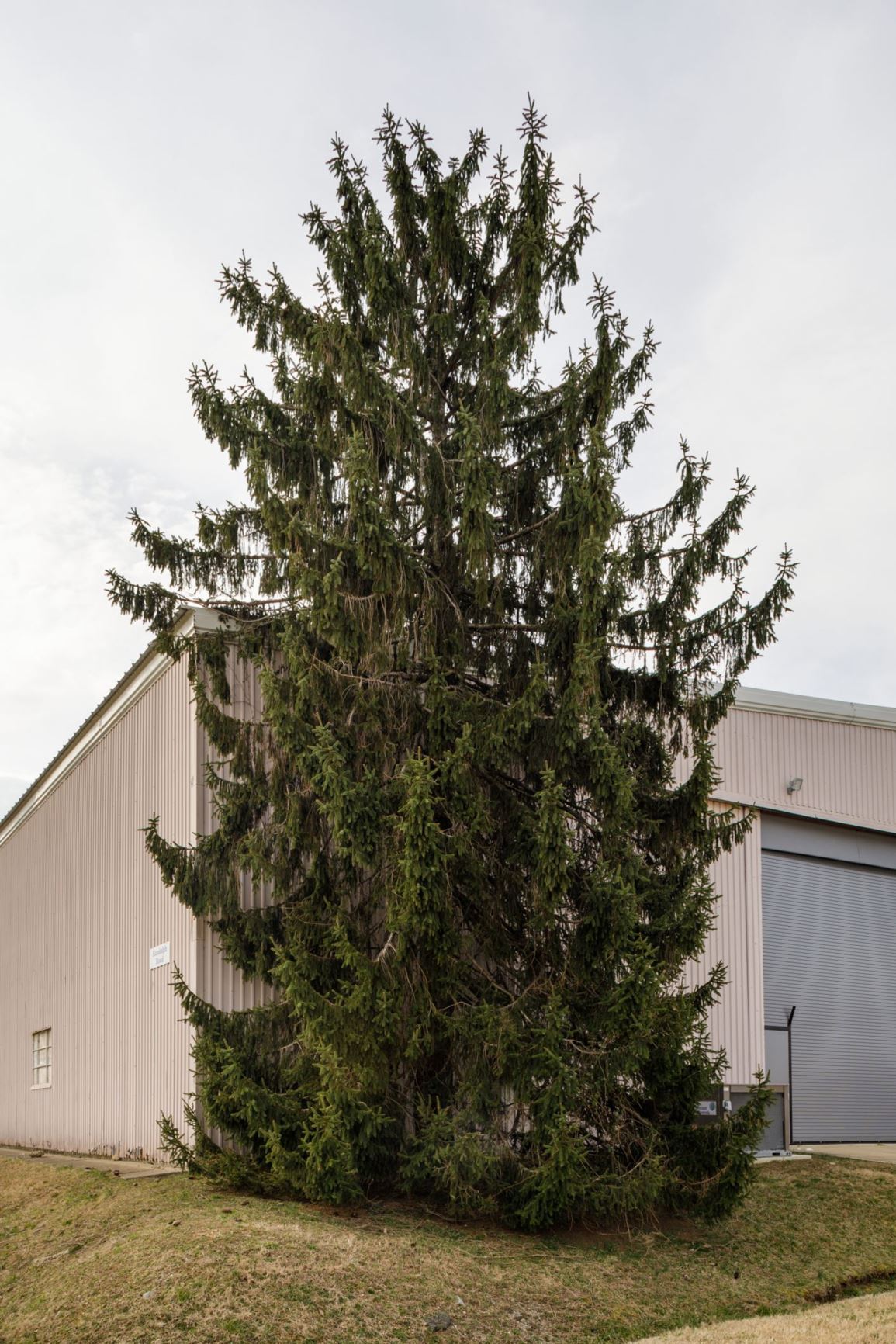 Picea abies - European Spruce, Norway Spruce, White Spruce