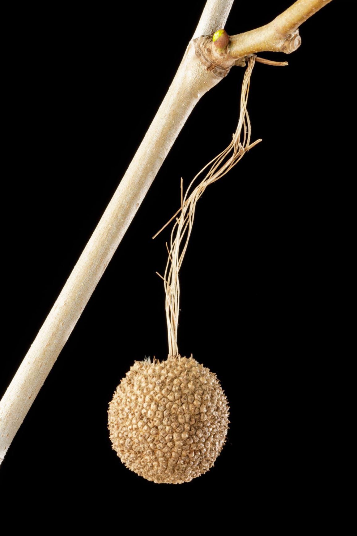 Platanus occidentalis - sycamore, American planetree, American sycamore, buttonball