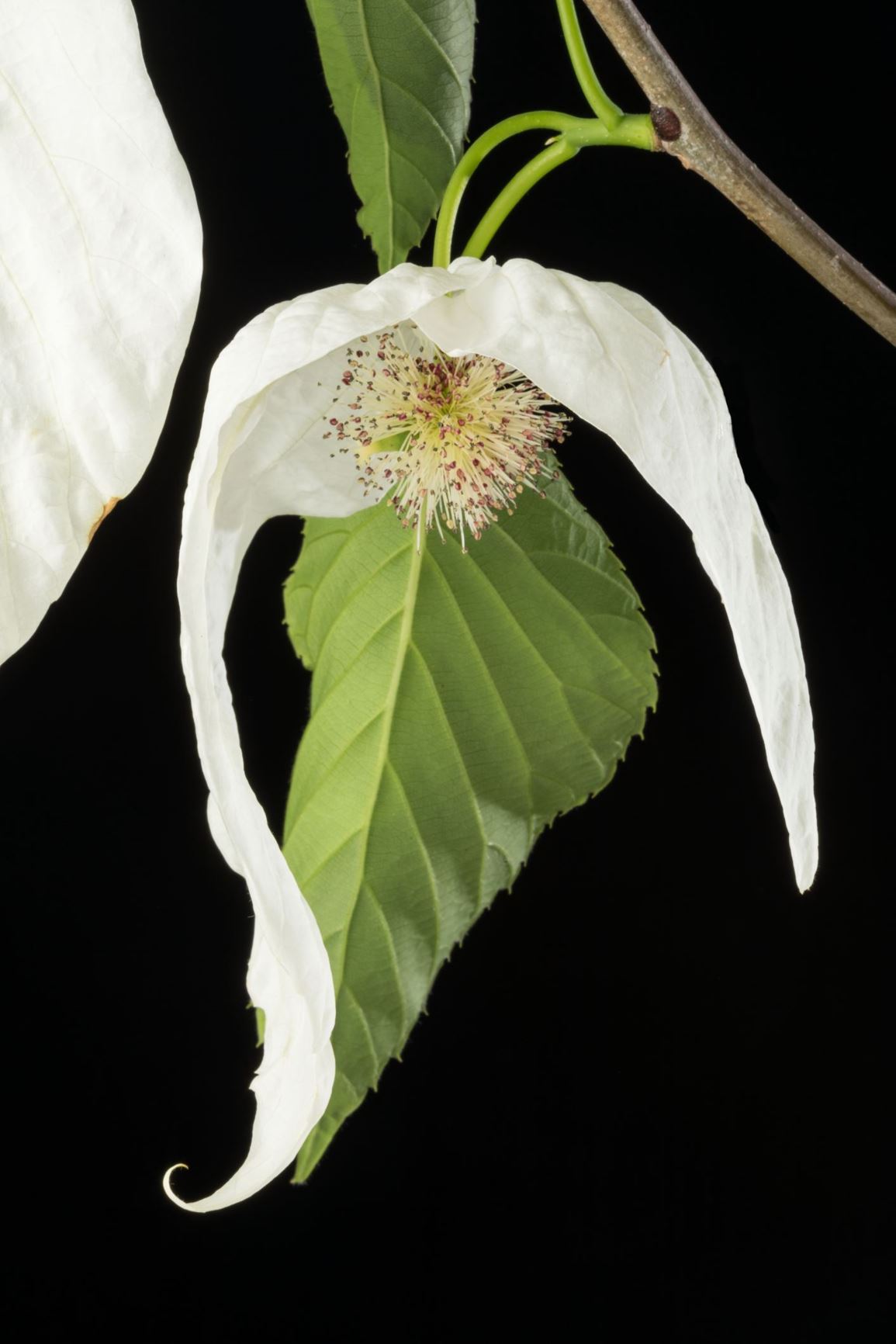 Davidia involucrata 'Sonoma' - Dove Tree, Handkerchief Tree