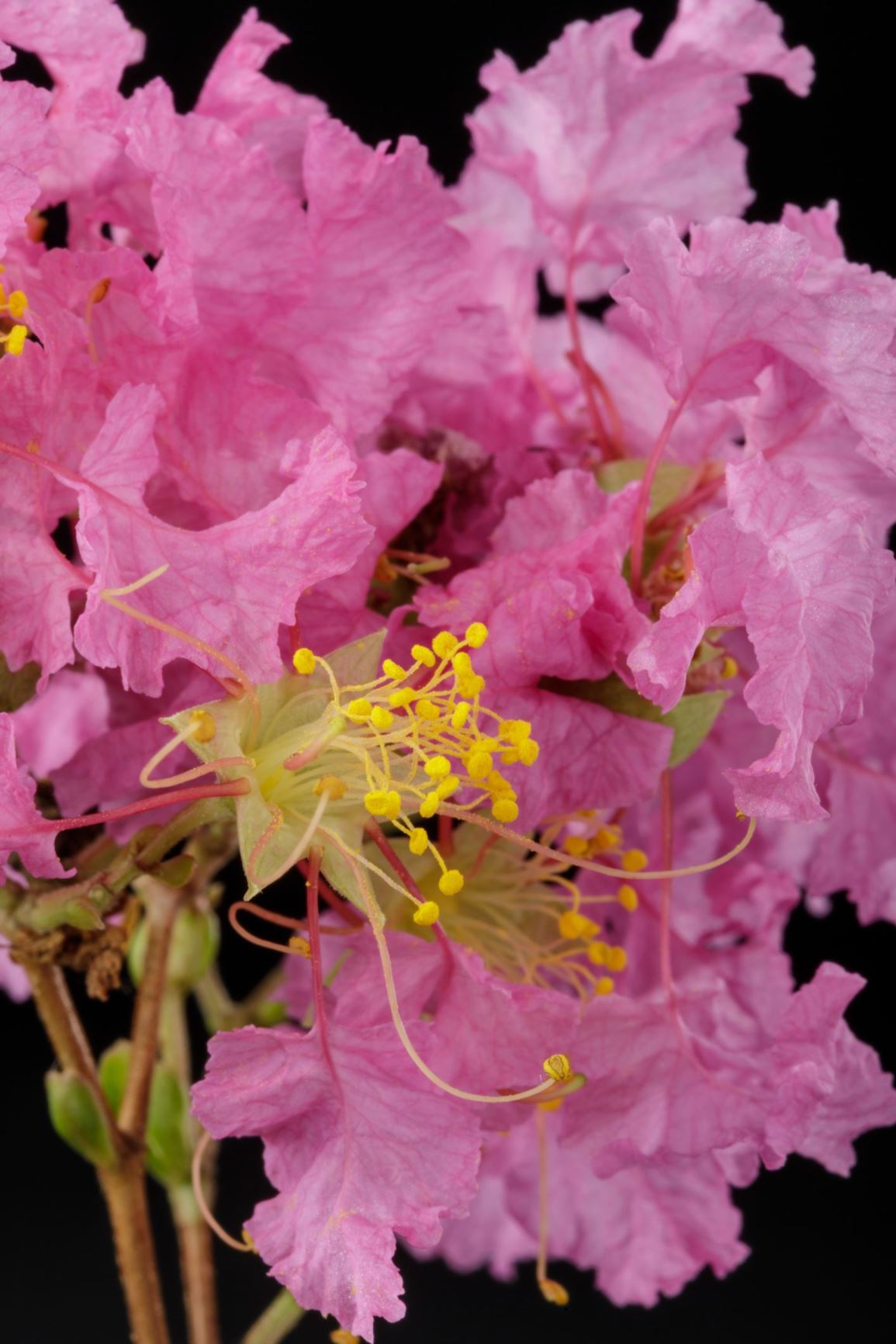 Lagerstroemia indica - crape myrtle, crepe myrtle, crepe flower