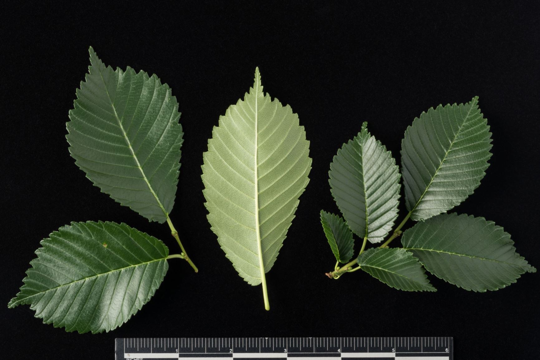 Ulmus davidiana var. japonica 'Morton' Accolade - Accolade Elm