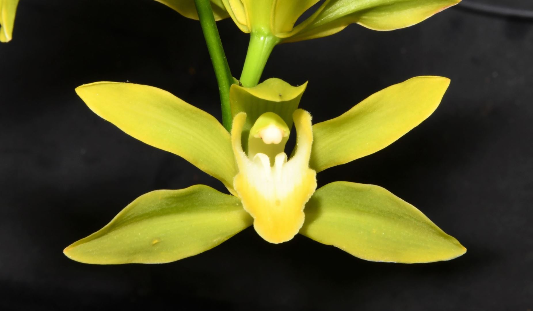 Cymbidium lowianum 'Concolor' - Low's Cymbidium clone