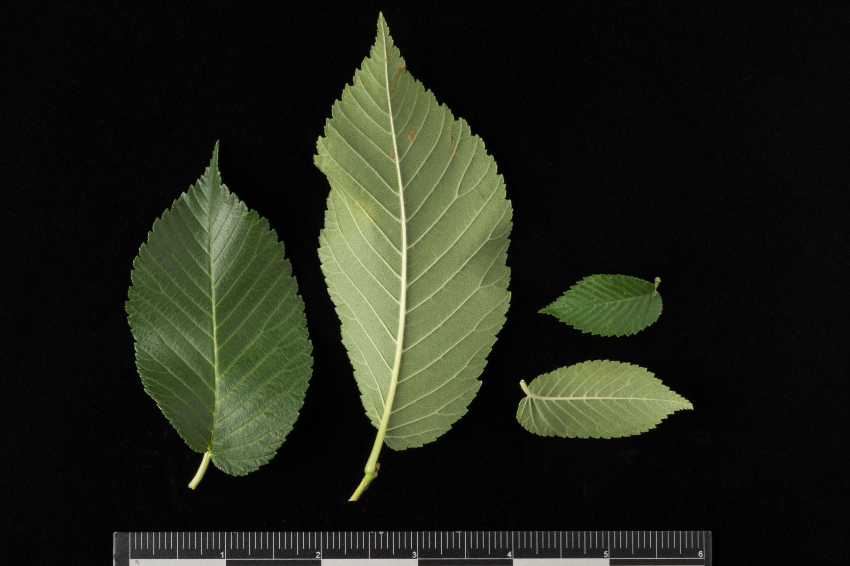 Ulmus × 'Patriot' - Hybrid Elm Cultivar, Patriot Elm