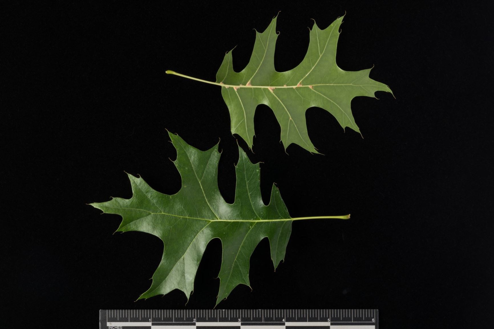 Quercus palustris 'Pringreen' GREEN PILLAR - Pin Oak cultivar
