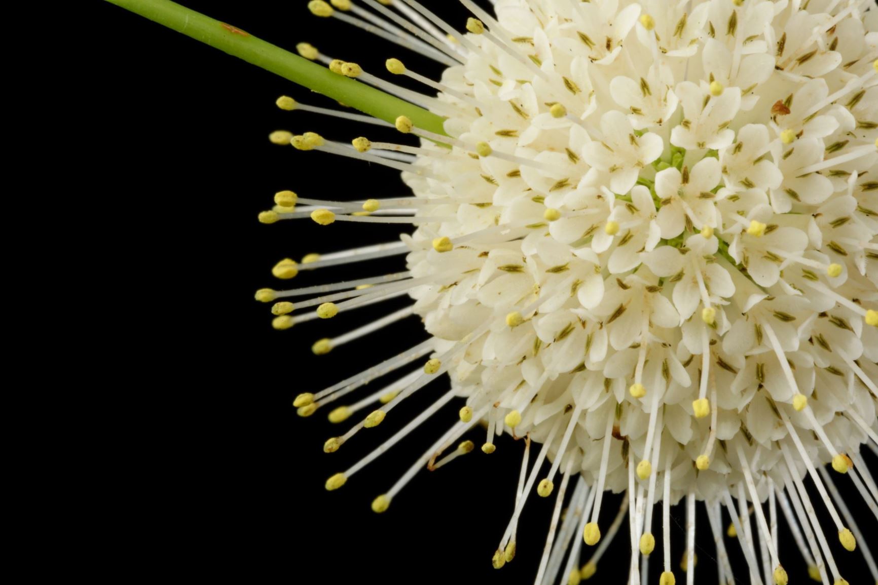 Cephalanthus occidentalis - button bush, common buttonbush, globe ...